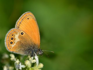 Funda Zpzp Perisi (Coenonympha arcania)