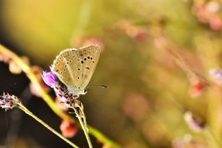 Anormal okgzl (Polyommatus admetus)