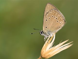 Anormal okgzl (Polyommatus admetus)