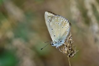 Anormal okgzl (Polyommatus admetus)