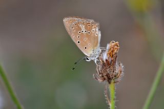 Anormal okgzl (Polyommatus admetus)