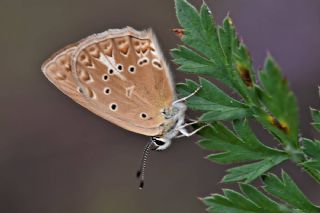 Anormal okgzl (Polyommatus admetus)