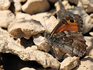 Mersin Kzlmelei (Hipparchia mersina)