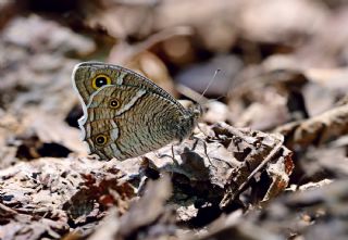 Beyaz Bandl Karamelek (Hipparchia parisatis)