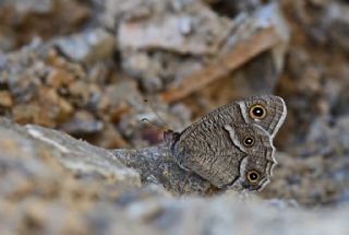 Beyaz Bandl Karamelek (Hipparchia parisatis)