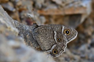 Beyaz Bandl Karamelek (Hipparchia parisatis)