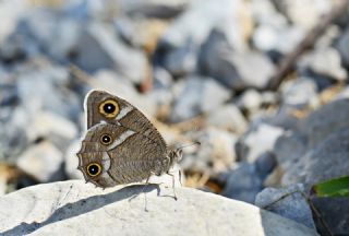 Beyaz Bandl Karamelek (Hipparchia parisatis)