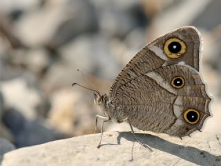 Beyaz Bandl Karamelek (Hipparchia parisatis)