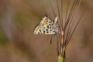 Akdeniz eytanc (Cigaritis cilissa)