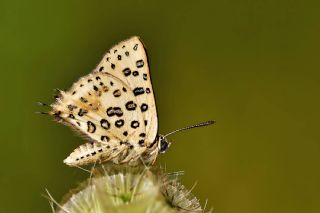 Akdeniz eytanc (Cigaritis cilissa)