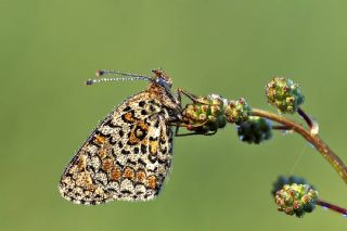 Benekli Byk parhan (Melitaea phoebe)