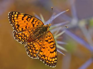 Benekli Byk parhan (Melitaea phoebe)