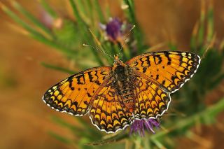 Benekli Byk parhan (Melitaea phoebe)