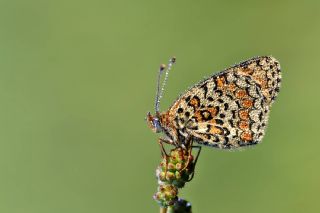 Benekli Byk parhan (Melitaea phoebe)