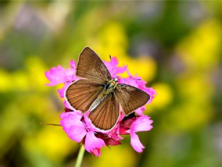 okgzl Amasya Esmeri (Polyommatus mithridates)