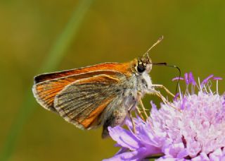 Sar Antenli Zpzp (Thymelicus sylvestris)