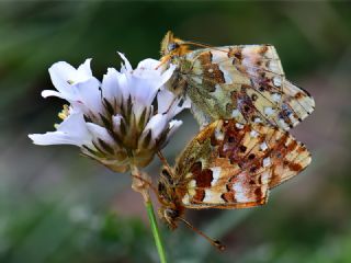 Balkan Meneke Kelebei (Boloria graeca)