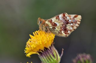 Balkan Meneke Kelebei (Boloria graeca)