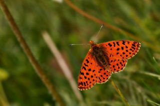 Balkan Meneke Kelebei (Boloria graeca)