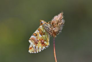 Balkan Meneke Kelebei (Boloria graeca)