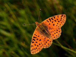 Balkan Meneke Kelebei (Boloria graeca)