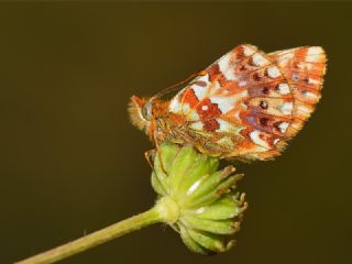 Balkan Meneke Kelebei (Boloria graeca)