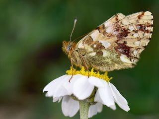 Balkan Meneke Kelebei (Boloria graeca)