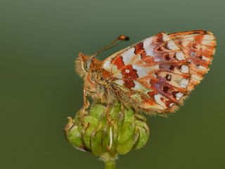 Balkan Meneke Kelebei (Boloria graeca)