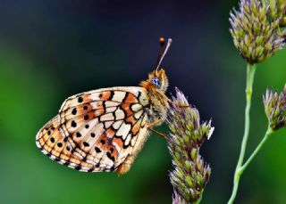 ift Noktal Brentis (Brenthis hecate)