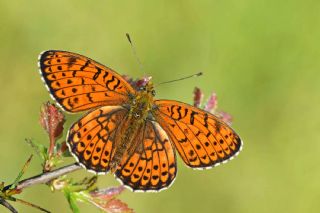 ift Noktal Brentis (Brenthis hecate)