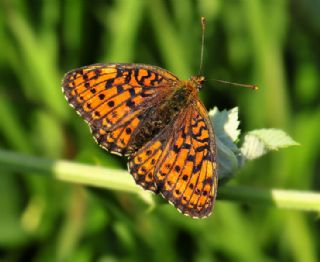 ift Noktal Brentis (Brenthis hecate)