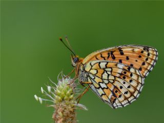 ift Noktal Brentis (Brenthis hecate)