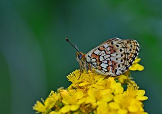 ift Noktal Brentis (Brenthis hecate)