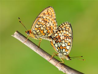 ift Noktal Brentis (Brenthis hecate)