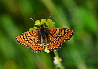 Gzel Nazuum (Euphydryas orientalis)