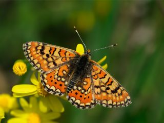 Gzel Nazuum (Euphydryas orientalis)