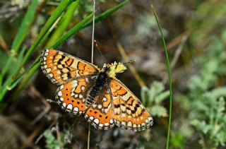 Gzel Nazuum (Euphydryas orientalis)