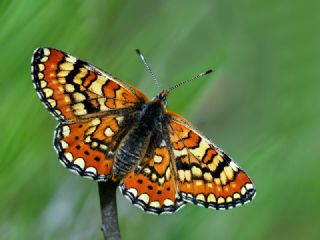 Gzel Nazuum (Euphydryas orientalis)