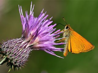 Orman Zpzp (Ochlodes sylvanus)