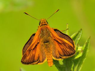 Orman Zpzp (Ochlodes sylvanus)