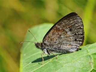 Harem Gzelesmeri (Erebia ottomana)