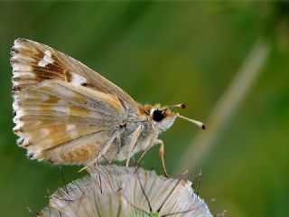 Mermer Zpzp (Carcharodus lavatherae)