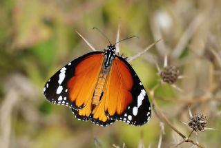 Sultan (Danaus chrysippus)