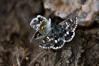 Pogge Zpzp (Muschampia poggei)