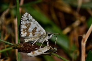 Alada Zpzp (Pyrgus aladaghensis)