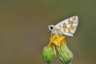 Byk Boz Zpzp (Pyrgus alveus)