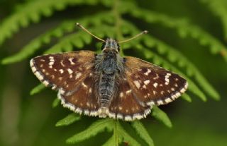 Kzl Zpzp (Spialia orbifer)