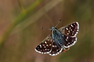 Kzl Zpzp (Spialia orbifer)