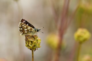 Kzl Zpzp (Spialia orbifer)