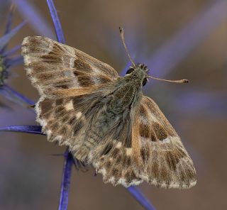 ark Zpzp (Carcharodus orientalis)